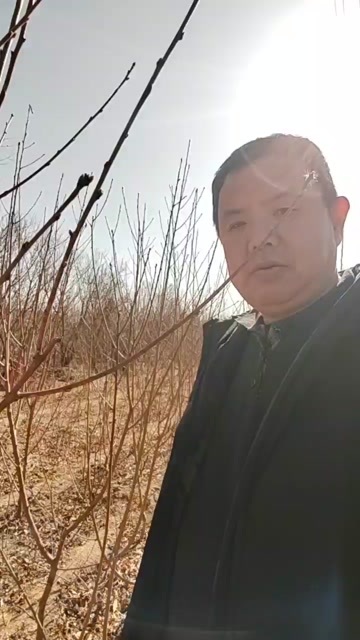 水蜜桃树苗  大红桃树苗  红不软桃树苗  春雪桃树苗