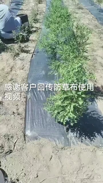德州PE农用防草布除草布耐用果园果树专用防草布批发园艺地布地片地