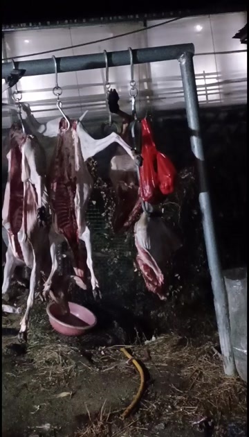 浠水县大别山黑山羊肉