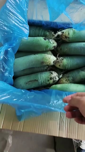 青州市水果萝卜大量出货中