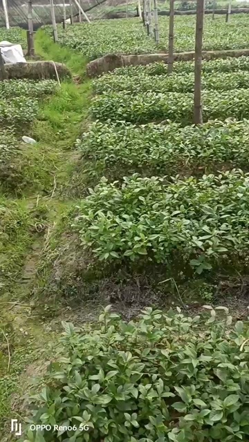 赣州出售草珊瑚苗