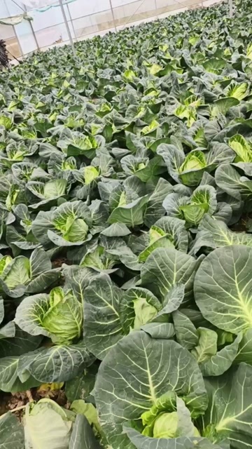 信丰县甘蓝.牛心包菜