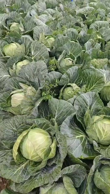 陆良县小铁头，量大从优