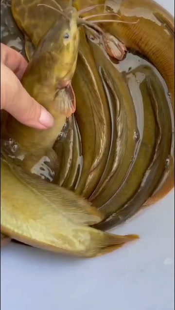 紫金县本地塘角鱼，一条大概有3到6两，这是饲料养的