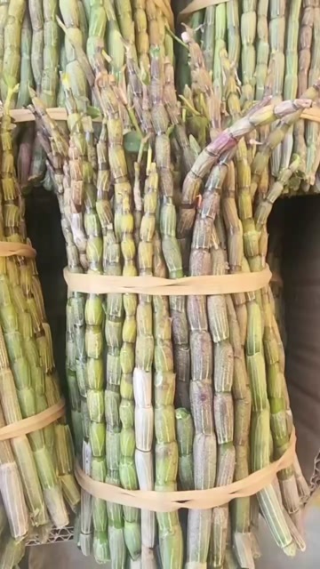 保山铁皮石斛短条 浙江品种  胶质好渣少