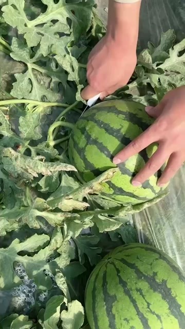 盈江县云南德宏美都大量上市