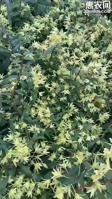 可食用铁皮石斛苗 霍山源种石斛苗 霍山原种石斛苗盆栽石斛丛苗