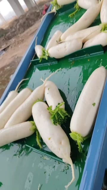 天门市白萝卜供应