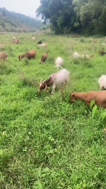 和平县农村自养小山羊，数量一百多条，可分批购买