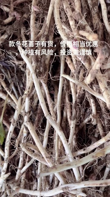 西和县款冬花种苗，原产地陇南