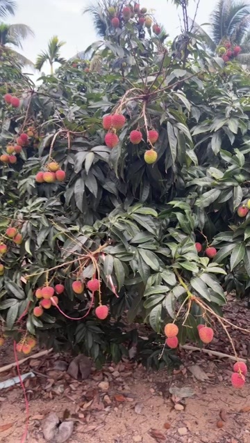 海南陵水妃子笑新鲜荔枝现摘直达口感甜美