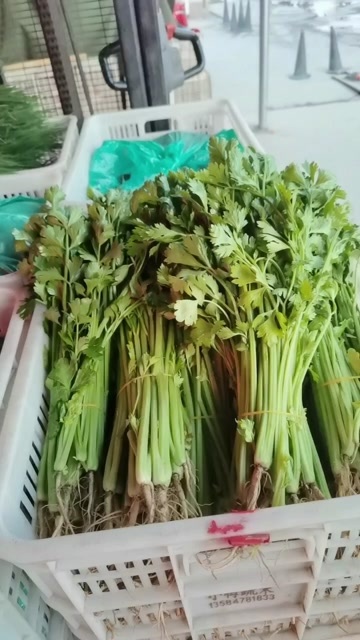 海安市江苏海安香芹新鲜叶菜现摘发货健康美味营养丰富