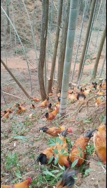 将乐县林下散养跑山鸡