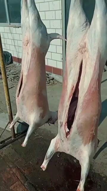 平罗县精品绵羯羊肉，