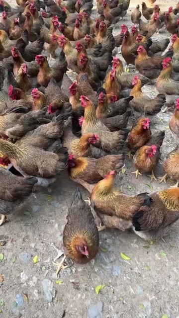 佛山五谷杂粮清远鸡