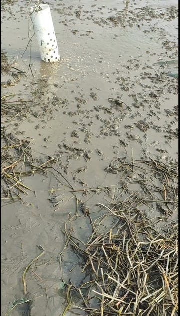 南通启东鲜活蟹苗扣蟹苗优质供应养殖水产种苗
