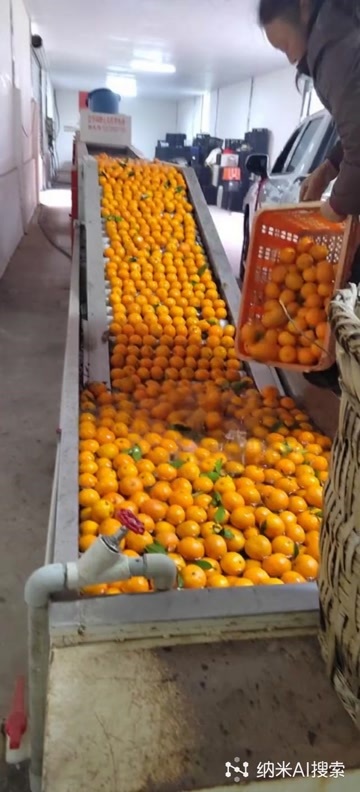 阆中市沃柑