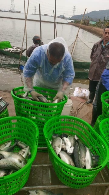 白蕉海鲈鱼，全规格上市。可打冰鲜市场，接成品定制，贴牌服务