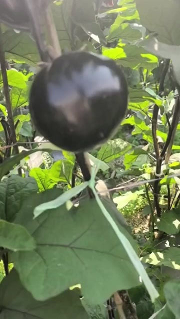 凤庆县紫圆茄大量上市，基地直供一件代发对接市场商超诚信经营欢迎咨询