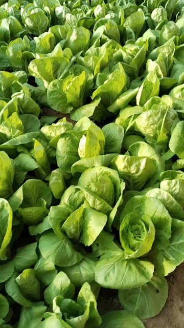 大同快菜，白菜