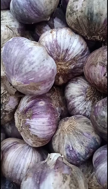 云南大理弥渡县红香蒜四六瓣干蒜独头蒜蒜种