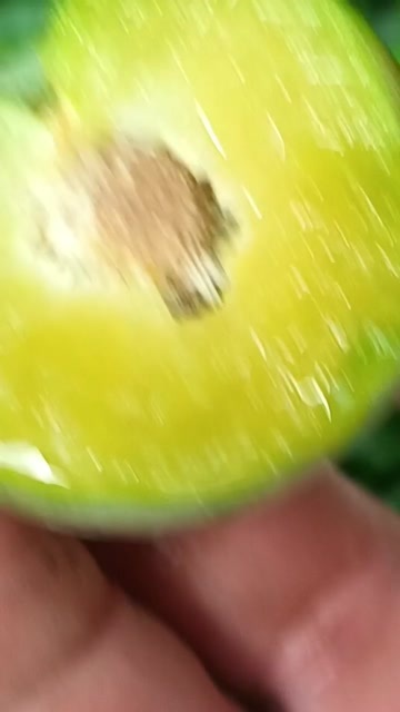 巴中羌脆李子苗，砂糖李子苗，羌脆大李李子苗，沙糖李子苗