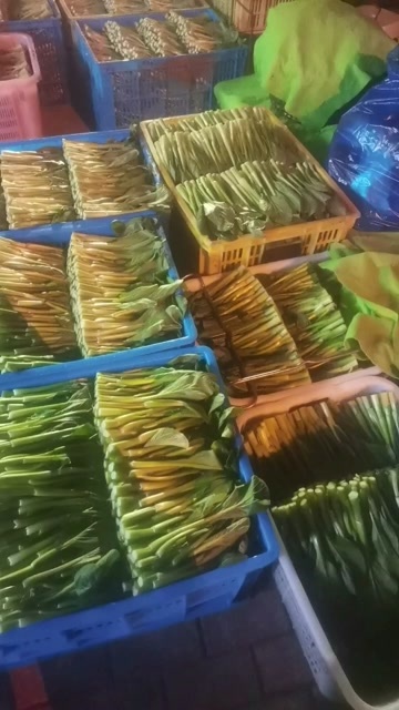 台州甜菜心