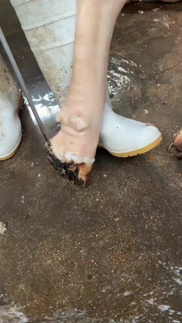 南宁黄牛蹄