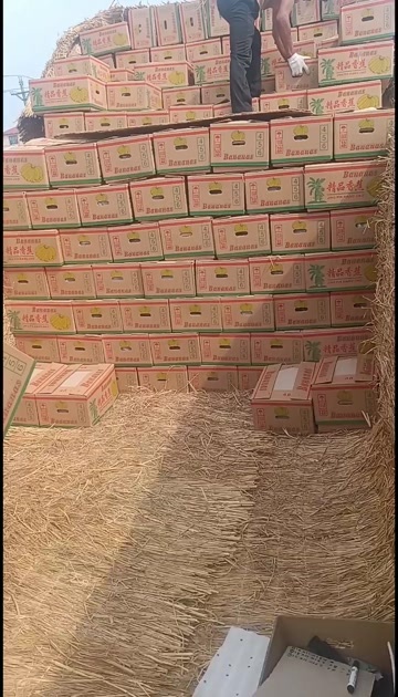 盈江县云南香蕉受寒三片