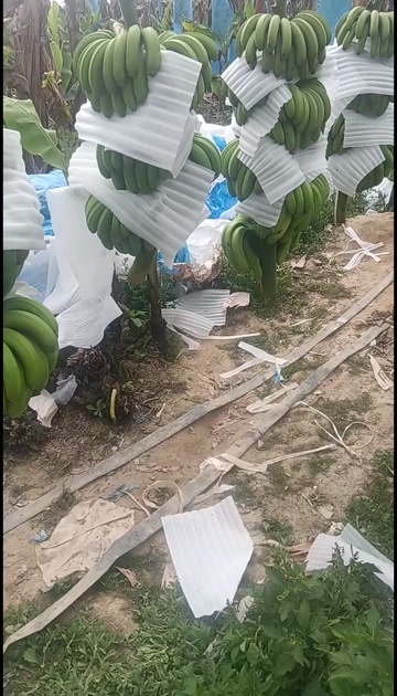 盈江县精品香蕉
