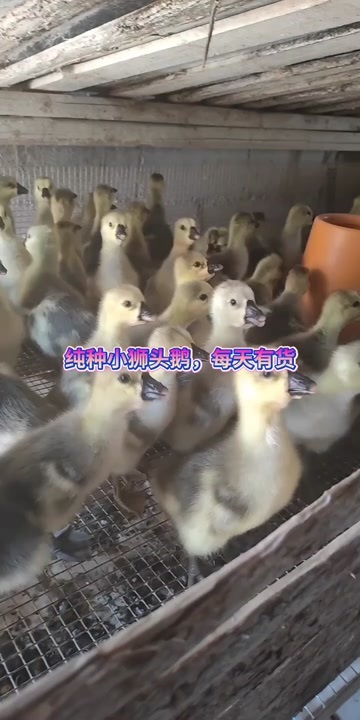 上林县广西狮头鹅苗出壳公母混合下单