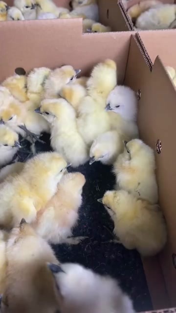 广州白凤乌鸡苗