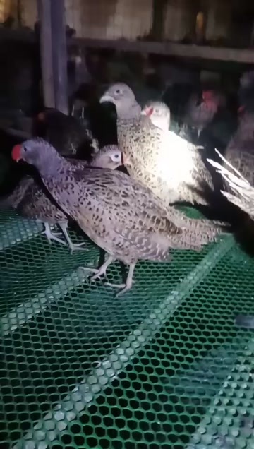 七彩商品母鸡,煲汤靓货,五谷杂粮喂养,囗感顺滑肉紧