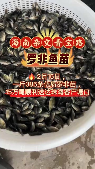 博罗县2月15日，一斤385条优质#罗非鱼苗，15万尾顺利送达#