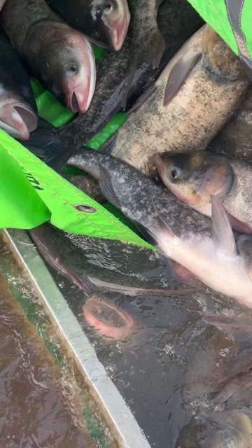 花莲大头链鳙鲜活配送垂钓市场整车全国