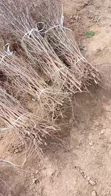 晋酸三号酸枣苗，耐旱耐寒，适合荒山坡地，沾泥浆保湿发货