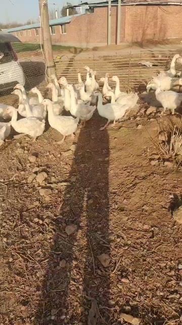 武陟县散养大鹅