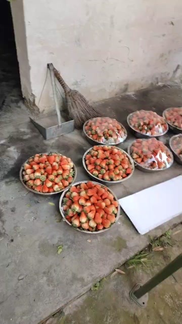成都成都本地巧克力草莓，特大果，大果，中果，小果每天可以出几千斤