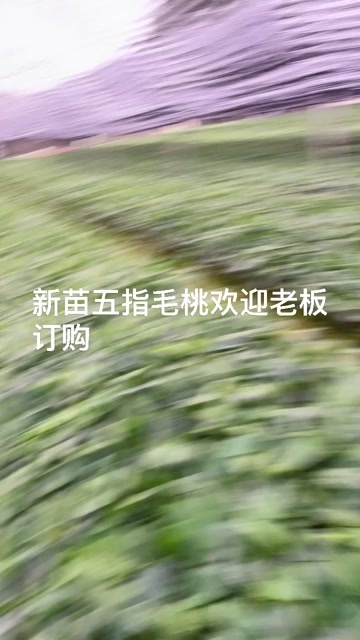 灵山县五指毛桃苗