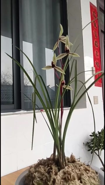 云龙县碧龙红素