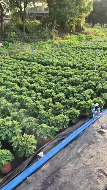 广州菊花盆栽【带花苞发货】菊花鲜花清明节专用黄白菊花盆栽鲜花