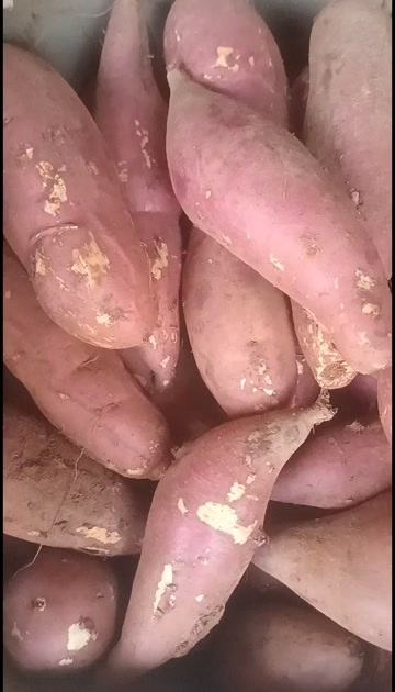 阳江西瓜红薯