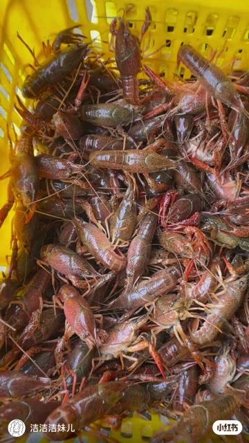 丽江湖北潜江精品小龙虾