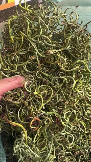 昆明化石草   肾精茶  云南化石草  产地一手货源