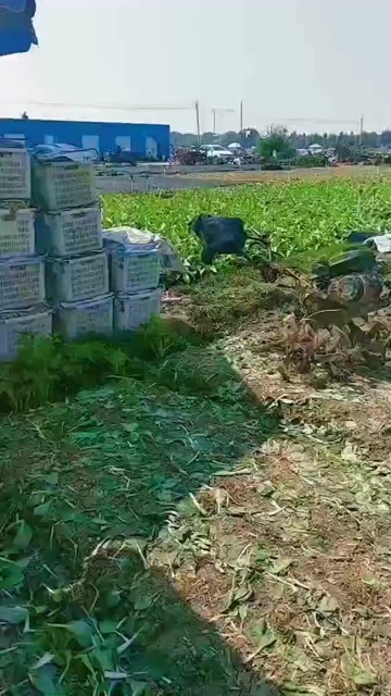 目前有小白菜,出售