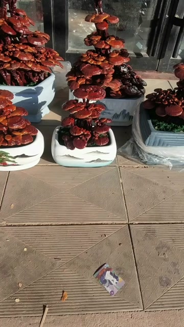 山东冠县盆栽观赏灵芝活体种植苗 盆景植物 乡土特产生):-