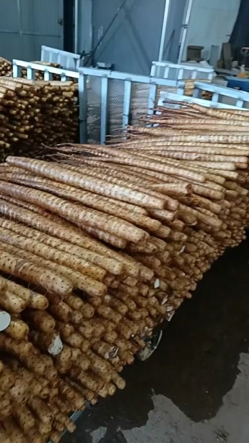 高阳县麻山药