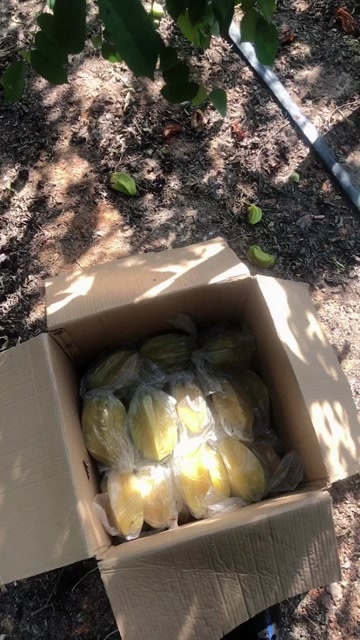 云霄县一般人群均可食用