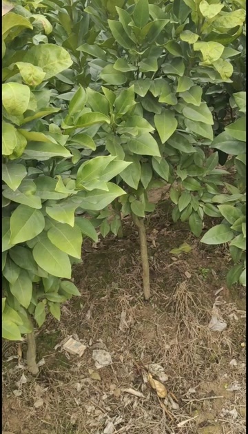 上饶广丰，红心马家柚