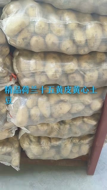 山东产区优质精品黄皮黄心土豆，产地直销，全国发货